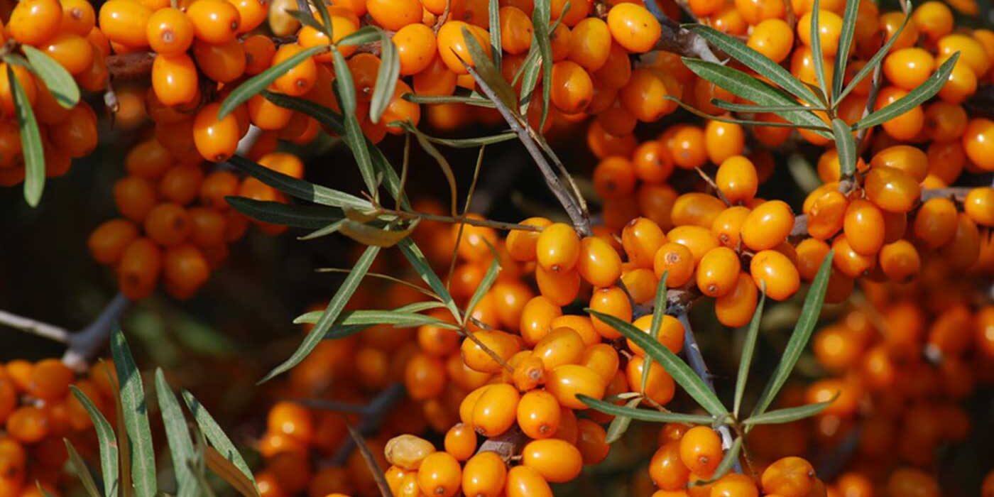 Organic Sea Buckthorn Berries - 1Kg - Frozen